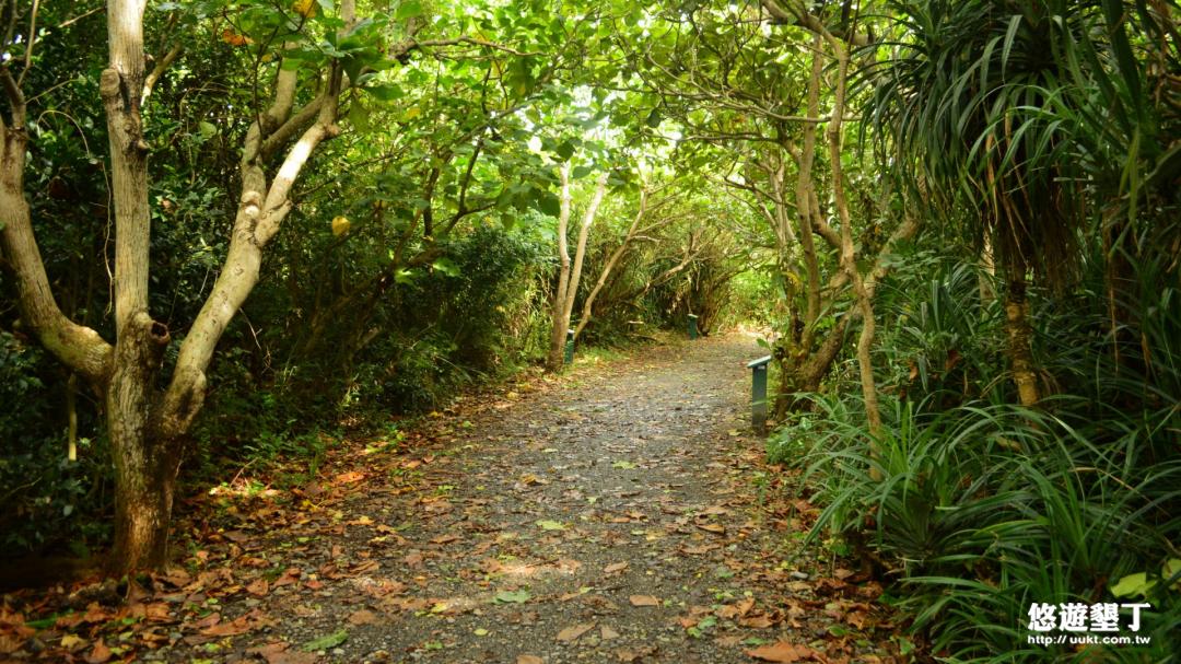 進入龍坑保護區前，會先走過一段森林小徑