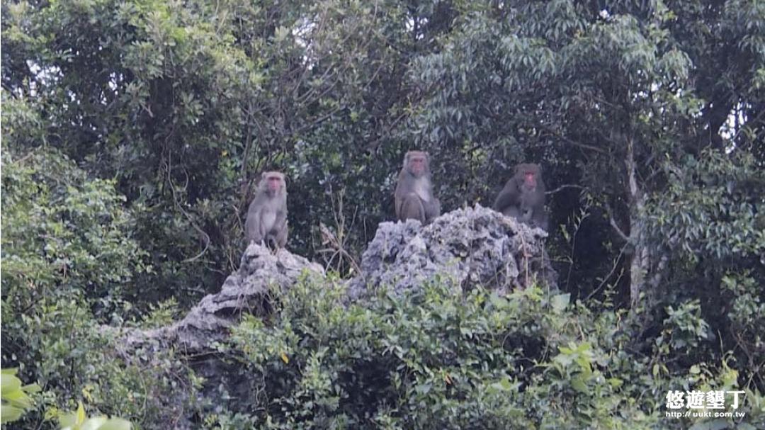 台灣獼猴