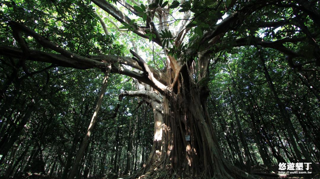 毛柿林生態之旅