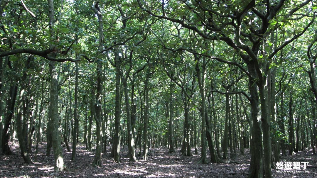 毛柿林生態之旅