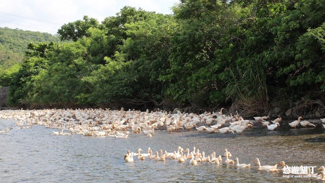 潘氏農場戶外養殖場