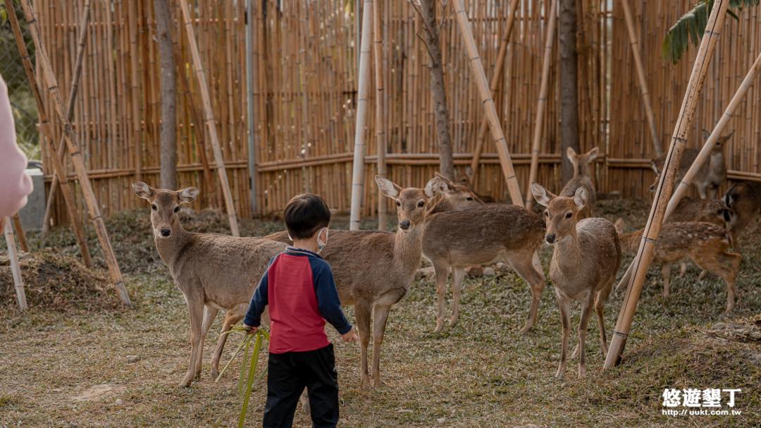 小孩與梅花鹿互動