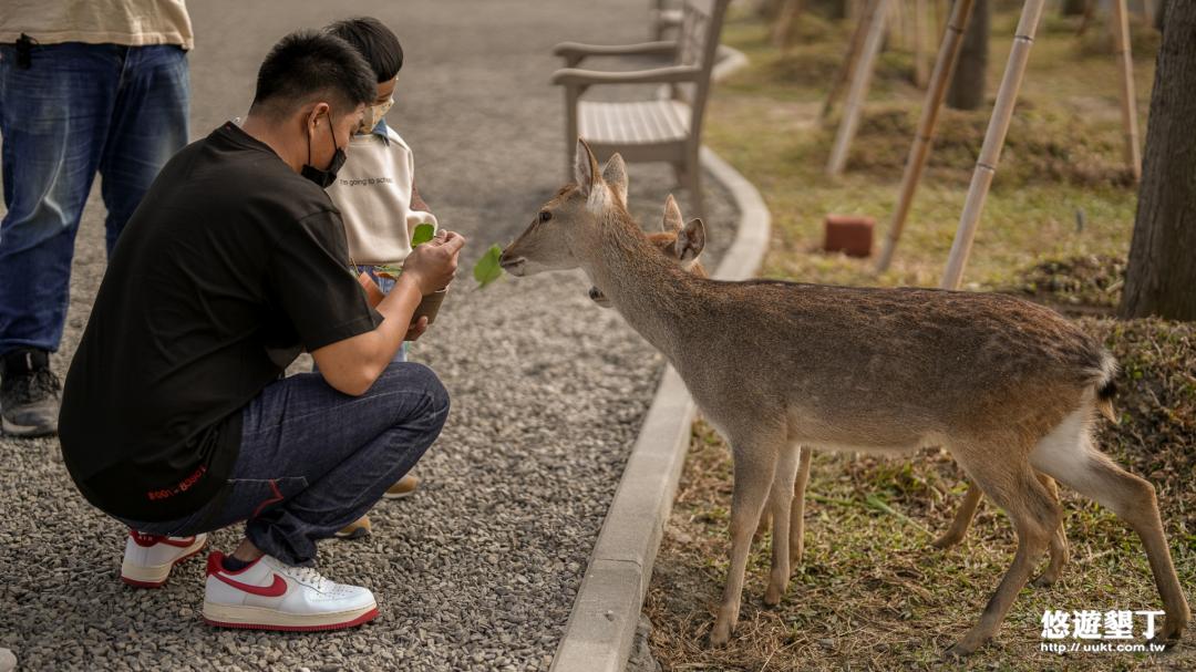 梅花鹿餵食中