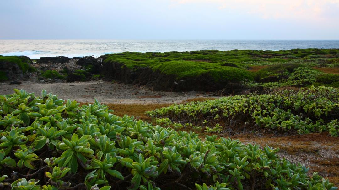 白水木和水芫花