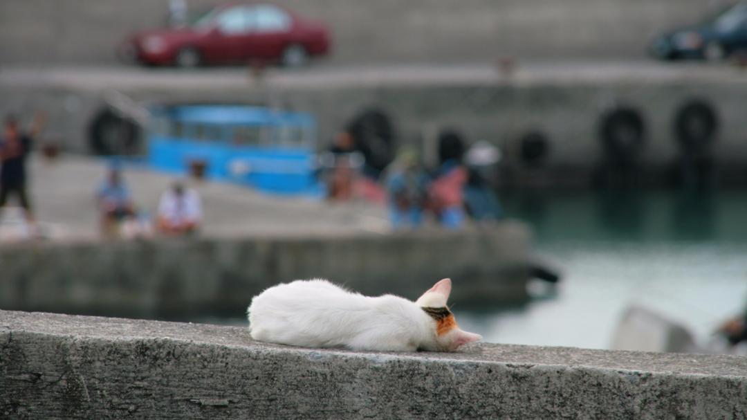 山海漁港的貓