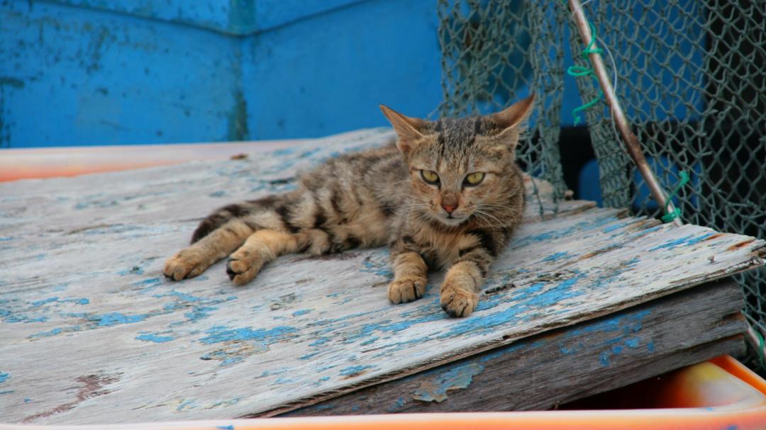 山海漁港的貓